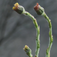 款冬花 款冬花
