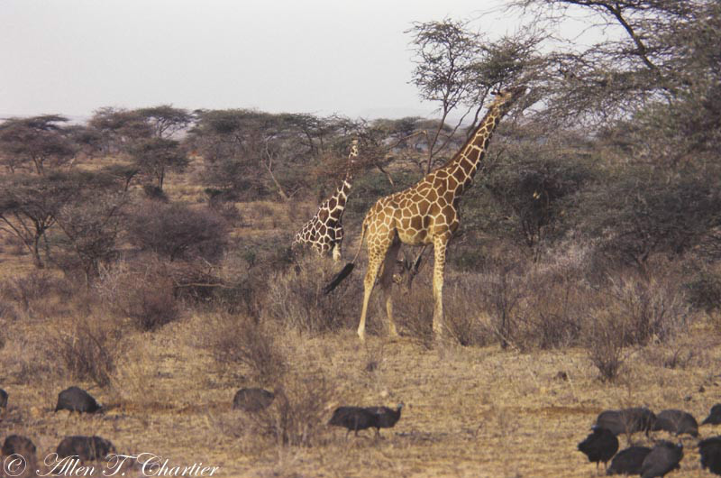 網紋長頸鹿（Giraffa camelopardalis）