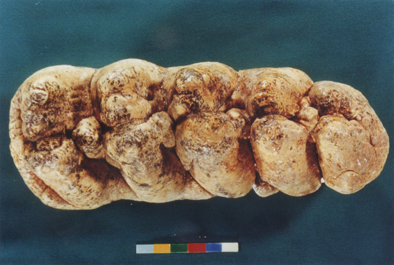 乳齒象臼齒化石