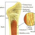 松質骨 松質骨