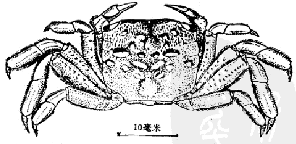 墨吉泥毛蟹