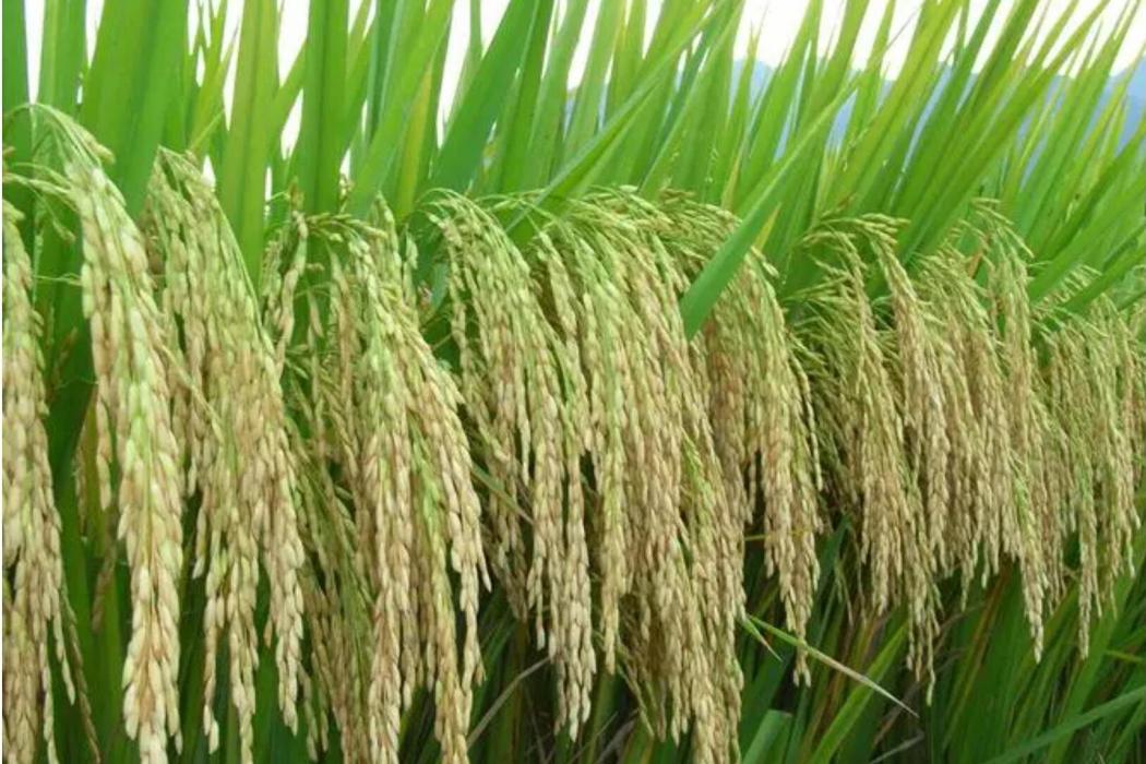 中浙優1號(中浙A) 中浙優1號(中浙A)
