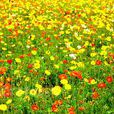 虞姬花木