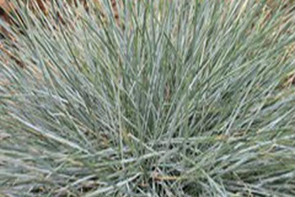 Festuca glauca \x27Casca11\x27 BEYOND BLUE