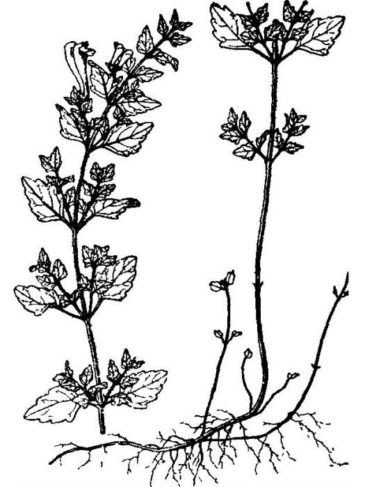 岩藿香(唇形科黃芩屬植物) 岩藿香(唇形科黃芩屬植物)