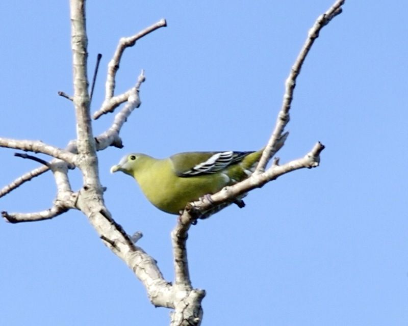 灰頰綠鳩 灰頰綠鳩