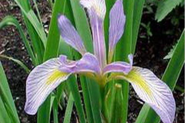 Iris virginica Iris virginica