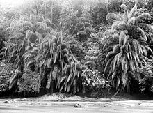 鱗皮椰子屬植物