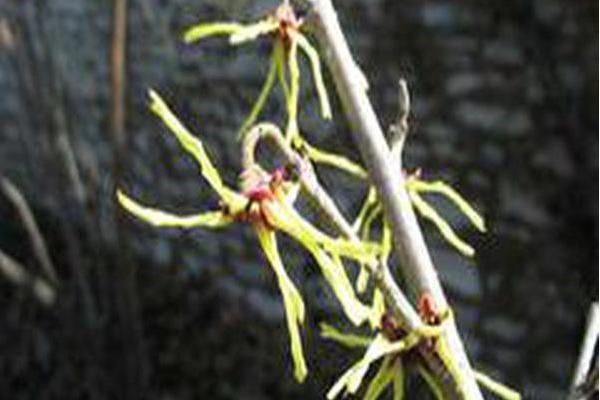 Hamamelis japonica \x27Canary Yellow\x27 Hamamelis japonica \x27Canary Yellow\x27