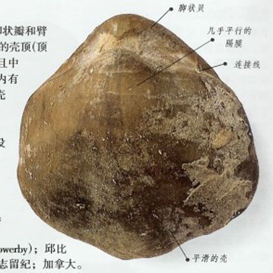 波紋扭月貝 波紋扭月貝
