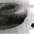 莽權 莽權