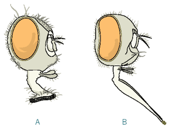 家蠅A與廄螫蠅B口器差異(圖2)