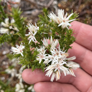 Sprengelia propinqua