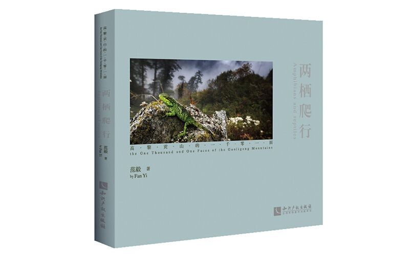 兩棲爬行 兩棲爬行