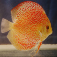 七彩神仙魚