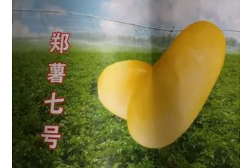 鄭薯七號 鄭薯七號