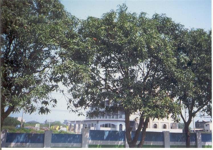 芒果樹
