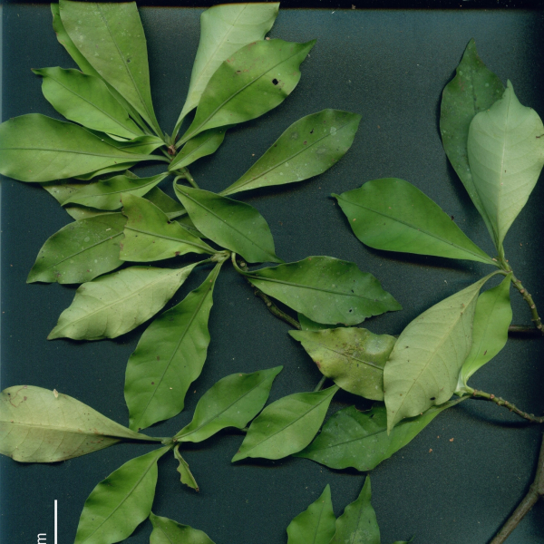 Psychotria chagrensis