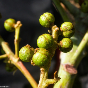 Macaranga sphaerophylla