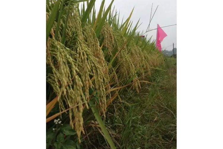 隆兩優1206(禾本科稻屬植物) 隆兩優1206(禾本科稻屬植物)