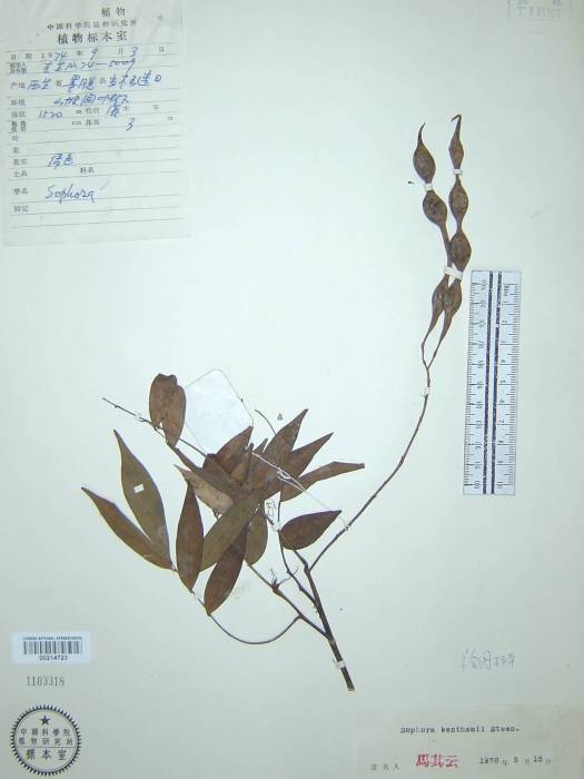 尾葉槐 尾葉槐