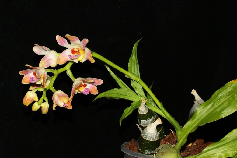 閉花八粉蘭 閉花八粉蘭