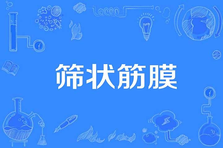 篩狀筋膜 篩狀筋膜