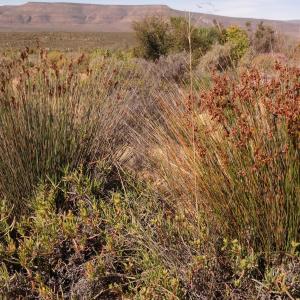 Thamnochortus platypteris