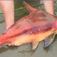 煙脂魚 煙脂魚