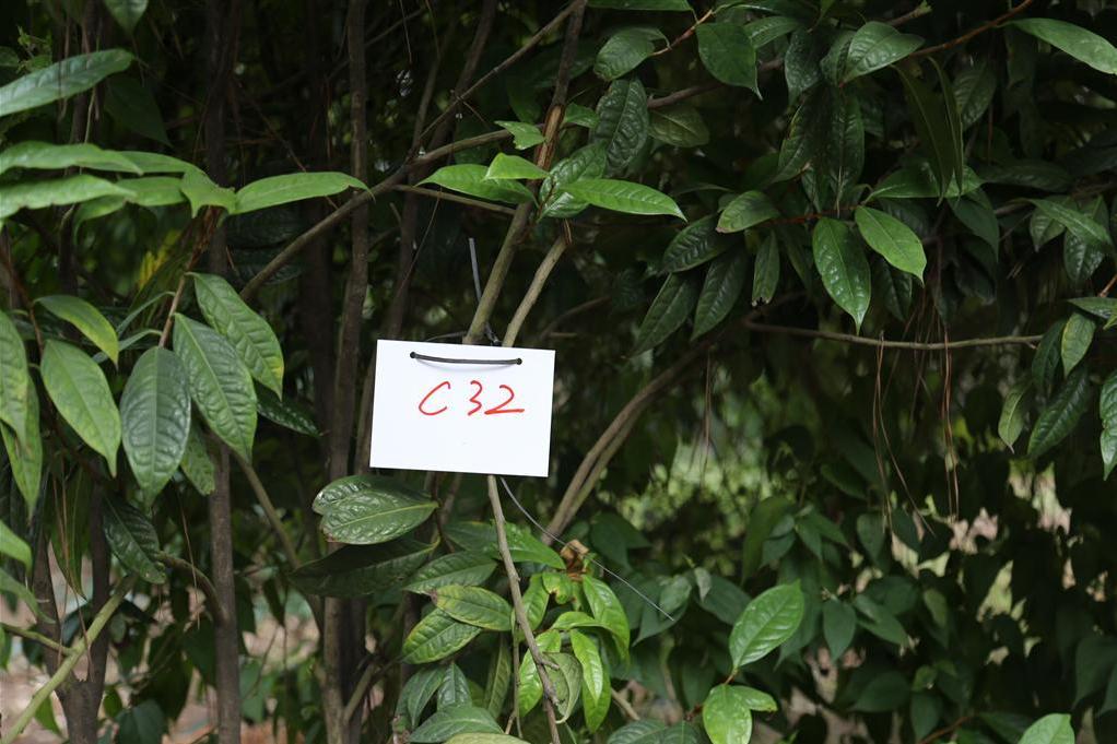 金花茶優樹FS032 金花茶優樹FS032