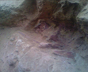 化石點暴露的恐龍椎體
