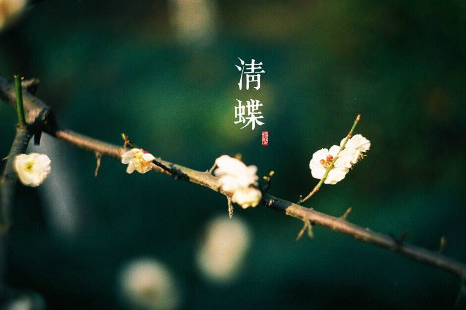 清蝶 清蝶