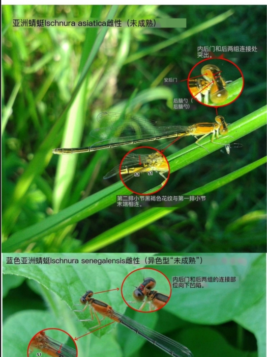 亞東細蟌 亞東細蟌