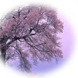 楊花(唐代詩人吳融創作的七律詩) 楊花(唐代詩人吳融創作的七律詩)
