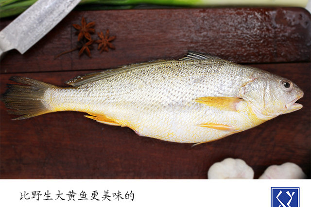 尖頭黃姑魚