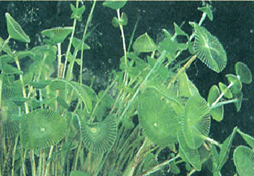 傘藻