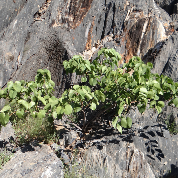 Cissus nymphaeifolia
