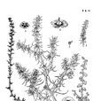 薔薇豬毛菜 薔薇豬毛菜