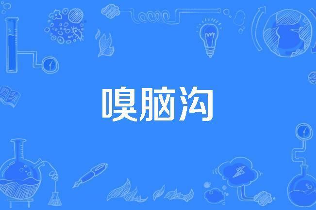 嗅腦溝 嗅腦溝