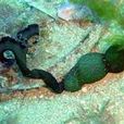 螠蟲動物門 螠蟲動物門