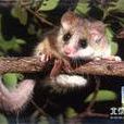 非洲睡鼠 非洲睡鼠
