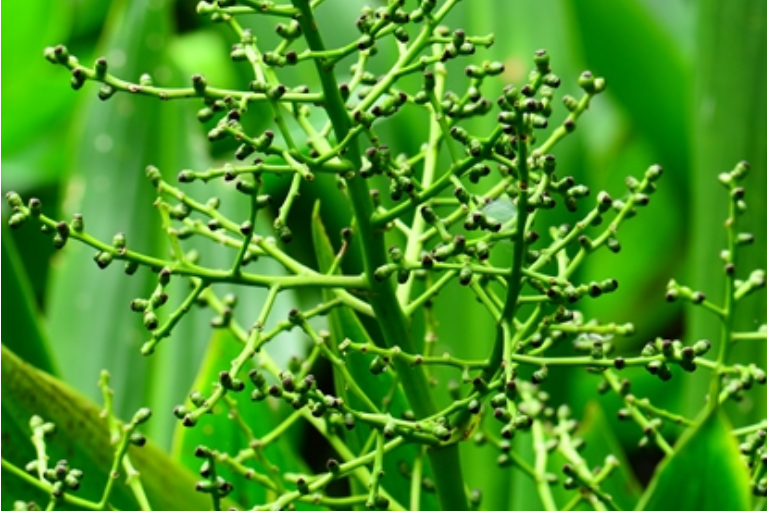 缽子草科 缽子草科