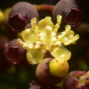 Miconia corymbiformis