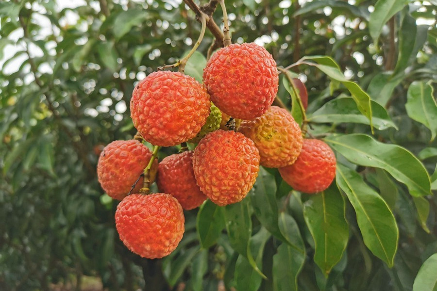 樂東荔枝 樂東荔枝