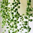 情人淚(菊科植物) 情人淚(菊科植物)