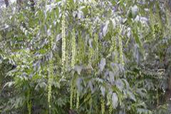 Pterocarya fraxinifolia Pterocarya fraxinifolia