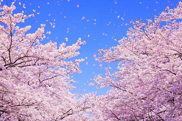 落花日記 落花日記