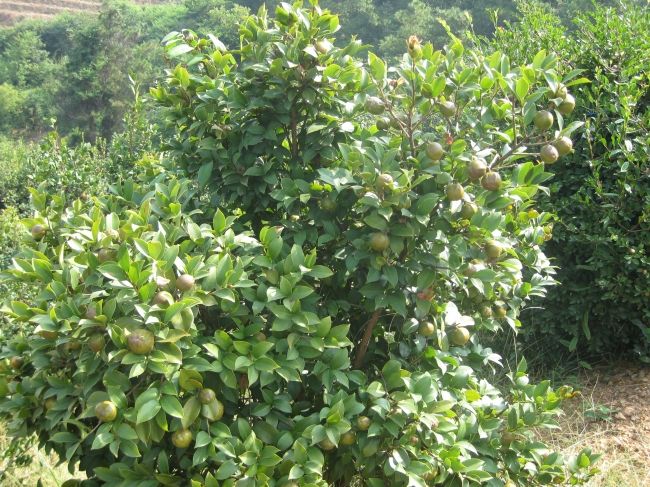 油茶小葉 油茶小葉