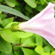 毛打碗花 毛打碗花