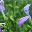 槍刀菜 槍刀菜